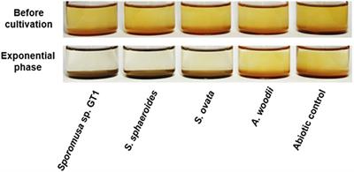 Reductive Transformation of Fe(III) (oxyhydr)Oxides by Mesophilic Homoacetogens in the Genus Sporomusa